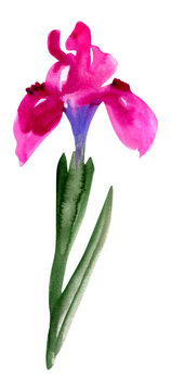 Watercolor purple iris almaden flower hand drawn illustrayion isolated on white