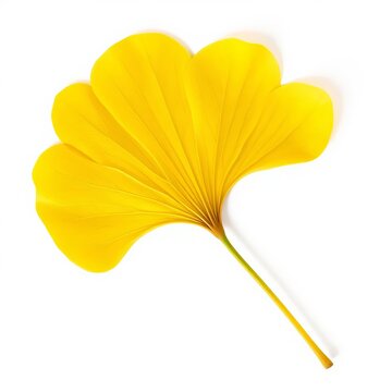 Single yellow ginkgo leaf on white background, autumn mood, white