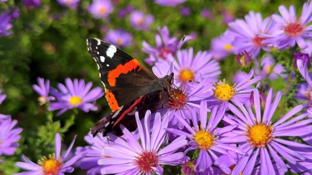 A Red Admiral butterfly gathering nectar among a vibrant field of blooming purple aster flowers in a sunlit autumn garden.