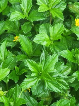 A vibrant close-up photograph capturing the lush, dense foliage of Sphagneticola trilobata, commonly known as creeping daisy or Wedelia