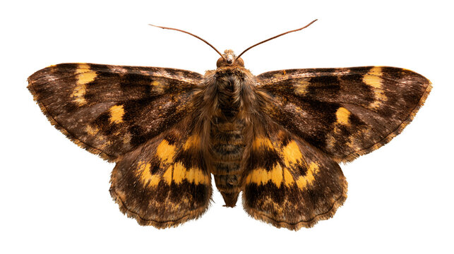 Detailed topdown view of a large yellow underwing moth, isolated on transparent background