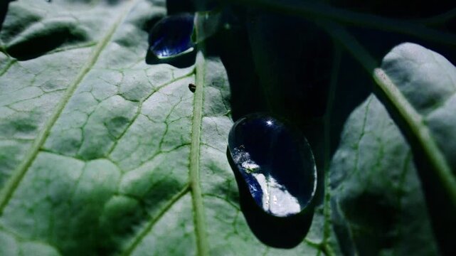 Droplets cling to green leaf surfaces. Light reflects off dewy, rounded droplets. Leaf veins show intricate, natural patterns. Texture and moisture enhance natural beauty. Ideal for nature, wellness