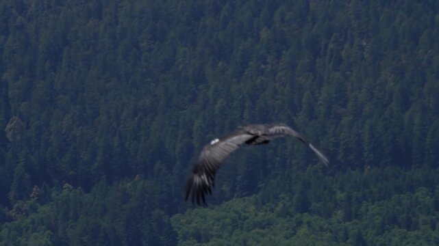 California condor soaring over green conifer forest in slow motion