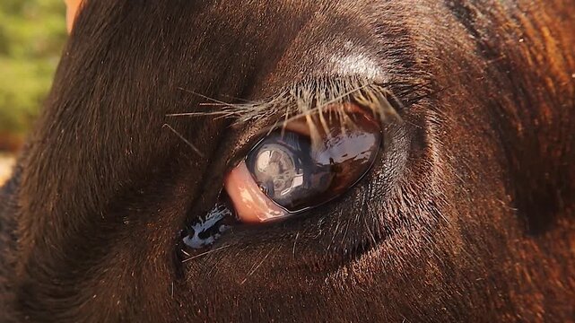 Cow&rsquo;s eye showing infectious bovine keratoconjunctivitis (IBK), keratitis, and corneal opacity for veterinary ophthalmology, animal health, livestock disease, clinical diagnosis, and medical research.