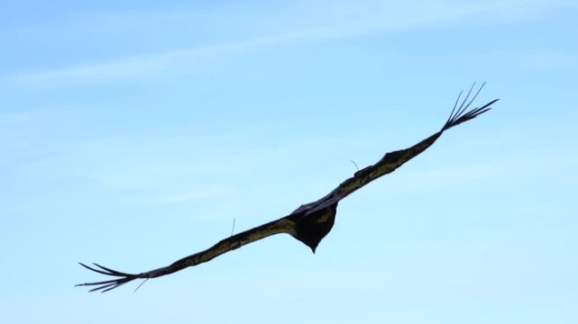 California condor gliding along a forested mountain ridge