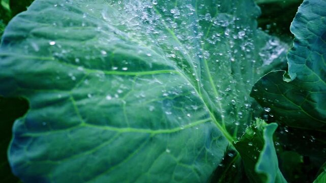 Fresh droplets cling to a vibrant green cabbage leaf. Glistening water beads trace the leaf's textured surface. Natural morning dew hints at crisp, early garden air. Ideal for themes of nature