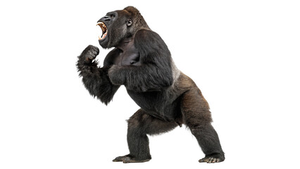 Powerful silver grey metallic gorilla robot character standing roaring fiercely, isolated on transparent background. © Christopher