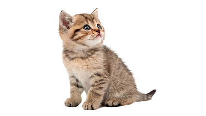 Cute little domestic tabby puppy kitten cat sitting curiously looking, isolated on transparent background. © Christopher