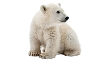 Cute small fluffy white polar bear cub sitting alertly, isolated on transparent background. © Christopher