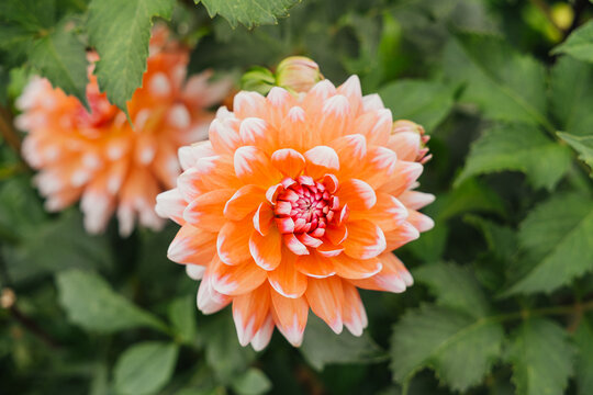 Orange and white dahlia blooming in a garden with green foliage