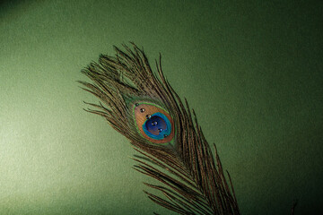 Peacock feather with water droplets on a textured green background © reddish