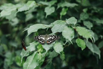 Two butterflies, lime butterfly and monarch, rest on green leaves in sunlight. © reddish