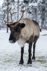 Reindeer with antlers standing on snow in a corral © Krafla