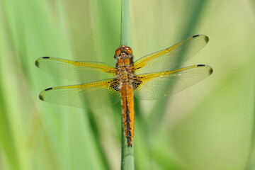 Female Scarce Chaser Dragonfly (Libellula fulva) Perched on Green Reed Stem, Top View Close-up Macro Shot © Badr