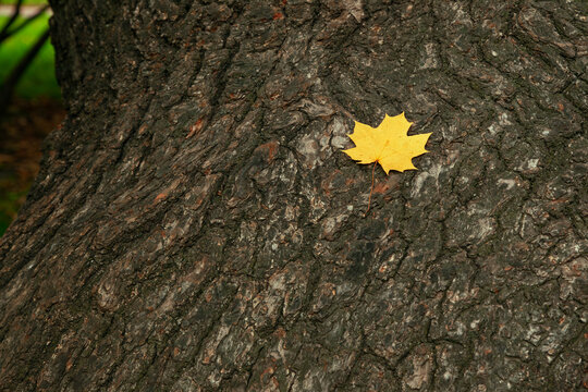Close-up of a single yellow maple leaf on rough dark tree bark. Minimalist autumn nature background with strong texture contrast and earthy tones