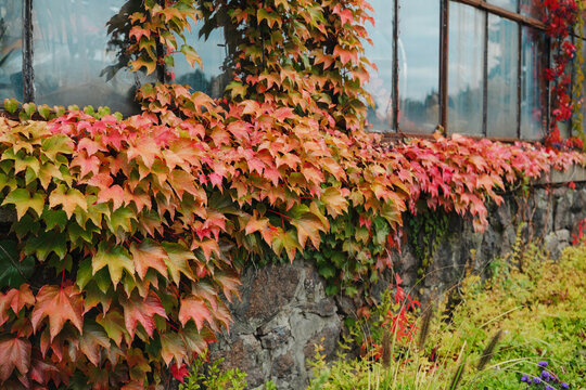 Vine leaves changing color on stone wall with old window frame autumn