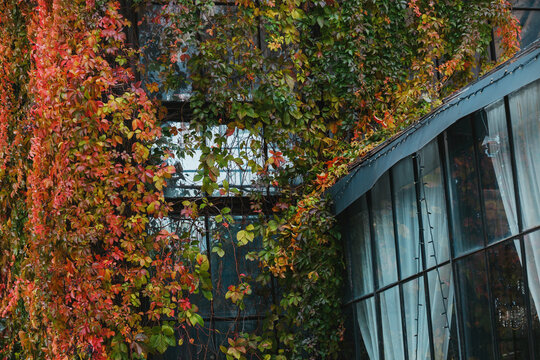 Building facade covered in vibrant red and green autumn leaves reaching towards glass windows