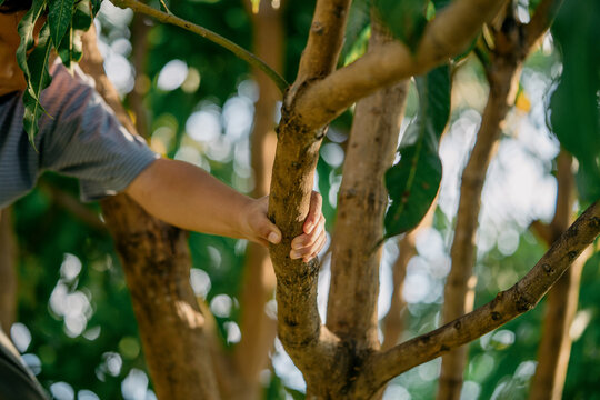 Close-up of a child's hand gripping a mango tree trunk among branching limbs and lush green foliage, capturing outdoor exploration, climbing activity and tactile connection with nature.