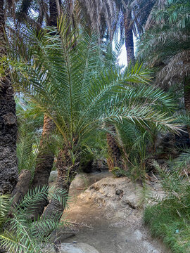 Low angle view of a young Cretan date palm with fresh green fronds in the Preveli palm forest on Crete, Greece. Textured trunks and a sandy trail lead deeper into the shaded palm grove.