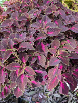 Saturated Coleus Foliage Magenta and Deep Purple