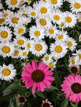Vibrant Daisies and Pink Coneflowers Summer Garden