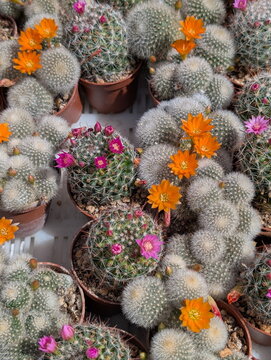 Blooming Cacti Collection with Vibrant Pink Orange Flowers