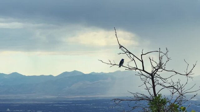 Small vibrant blue breeding male Lazuli Bunting perched on a branch and then flying away along the Bonneville Shoreline Trail in Salt Lake City, Utah, during golden hour on an overcast spring evening.