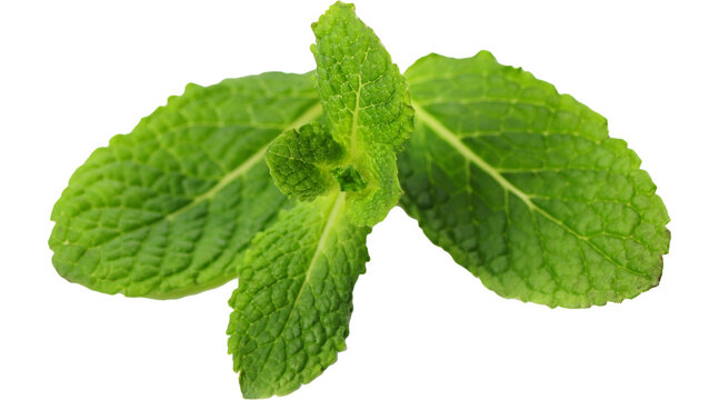 PNG, Green, mint, leaf, leaves, plant, fresh, herb, garden, png on transparent cutout,