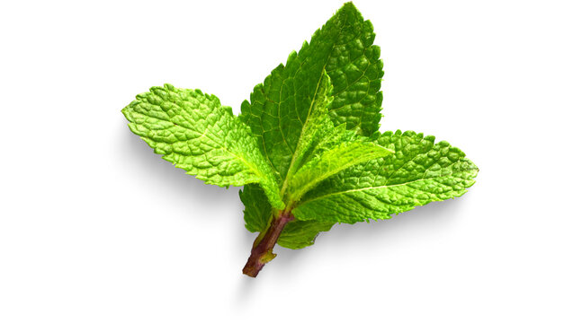 PNG, Green, mint, leaf, leaves, plant, fresh, herb, garden, png on transparent cutout,