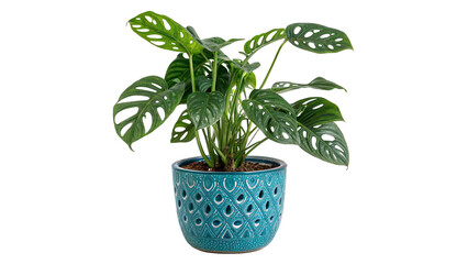 Beautiful potted Swiss cheese plant monstera adansonii green patterned pot, isolated on transparent background. © Arthur