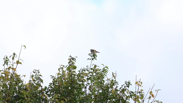 European goldfinch pecking at a leaf on the top of a shrub, slow motion