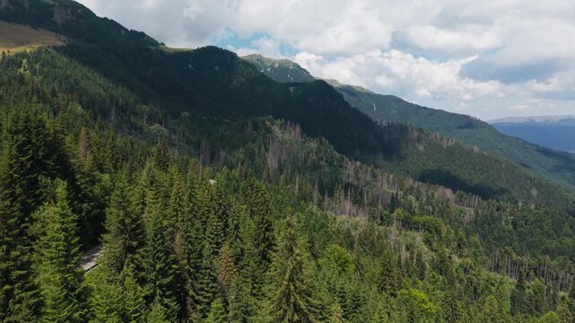 Young Green Forest Across a Remote Bucegi Valley