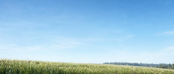 Fototapeta premium Minimalist Landscape Featuring a Clear Blue Sky Above a Serene Meadow with Soft Grassy Foreground
