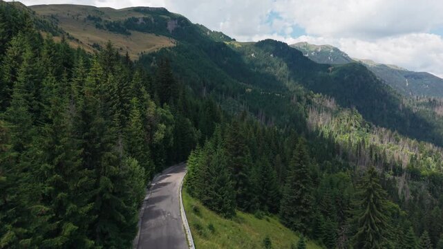 Mountain Road Emerging from Dense Bucegi Woodland