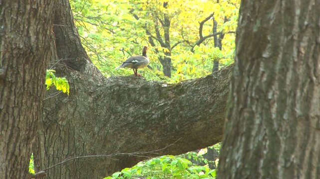 樹上のカワアイサ