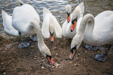 A group of mute swans is feeding on breadcrumbs on the muddy bank of the River Great Ouse in Bedford, UK © I-Wei Huang