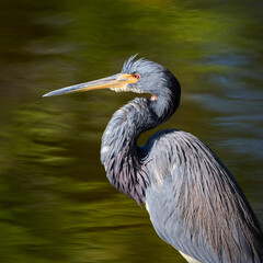 Side Profile Portrait of Tricolored or Lousiana Heron Egretta tricolor standing in the water with beautiful green reflections on the surface in Florida © Mehis