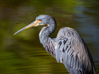 Side Profile Portrait of Tricolored or Lousiana Heron Egretta tricolor standing in the water with beautiful green reflections on the surface in Florida © Mehis