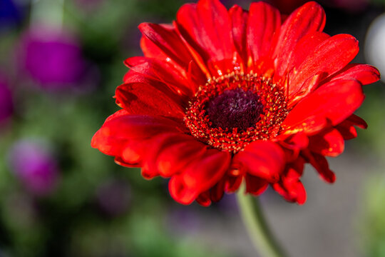 A stunning, ultra-sharp macro close-up of a glowing red Gerbera flower with a richly detailed dark center, glistening in the bright sunlight.
