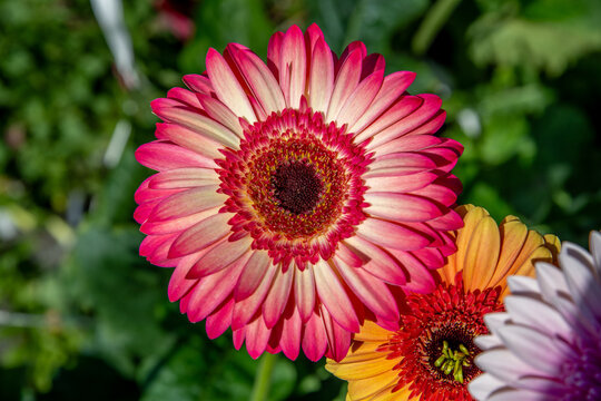 A captivating color contrast blending soft pink and vibrant red in Gerbera flowers, captured in a high-resolution macro shot that highlights the exquisite geometric details of the blooming petals.