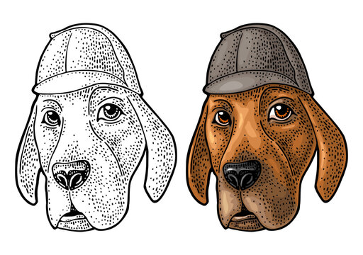 Detective hound dog head wearing Sherlock Holmes deerstalker hat. Hand drawn color engraving illustration of bloodhound or pointer. Isolated on white. Perfect design for logo, mascot, t-shirt