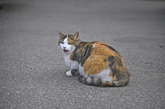 Lost calico cat sitting outdoors and meowing. Horizontal image.	