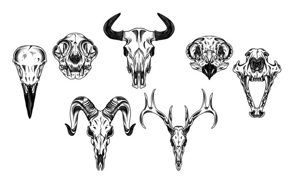 illustration animal cat, buffalo, deer, sheep, raven, wolf, owl, skull and bones hand drawing detailed vector	