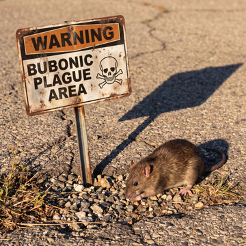 bubonic plague warning sign on asphalt next to rat photorealistic 8k ultra hd of disease risk danger alert and rodent pest control concept