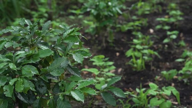 Young Coffee Plants Growing Among Rhizome Crops in a Plantation