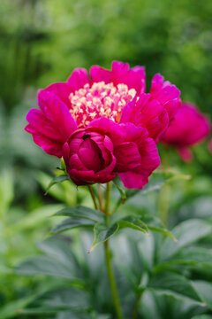 Dark Pink Peony Charles Burgess with Yellow Center