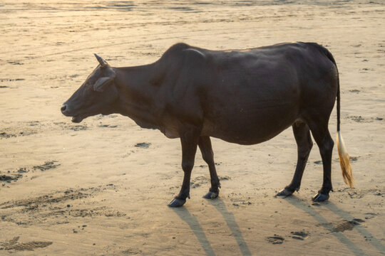A dark brown zebu cow standing on a sandy beach at golden hour