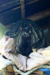 Portrait of cute stree kitten © olena