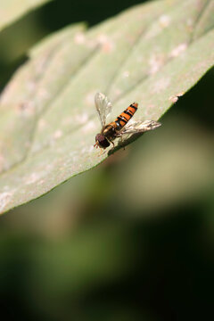 Striped bee sitting on plant
