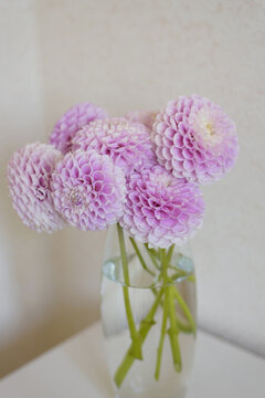 Pink Snoho Sonia Dahlia Bouquet In Vase